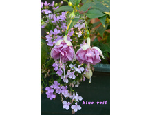 ������ Blue Veil