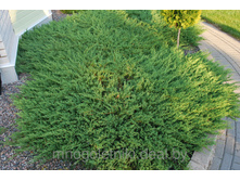 86,7���. ������������ Juniperus horizontalis Andorra Compact.jpg