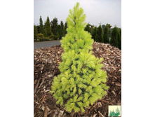 144,8���. ��� Picea glauca Biesenthaler Fruhling_P10,5 rond.jpg