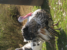 IMG 6733.jpg