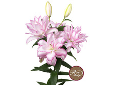 57,68���. ����� ROSELILY �������(�������� ���� �� 5 ��., ����������� ����� 1��.)���17.jpg