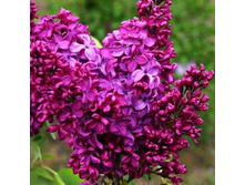 ����������� �������-310�