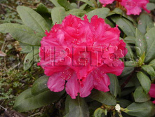 Rhododendron yakushimanum Astrid ����������� ������������ ������ -24�C 5 ltr 20-25 € 16,37 1 228,05�..jpg