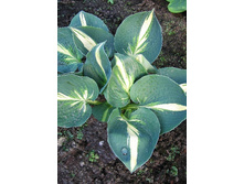 93,1���. ����� �������� ��� ����(�������� ���� �� 1 ��., ����������� ����� 1��.).jpg