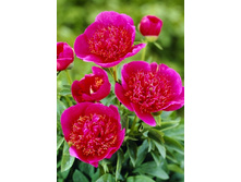 274,8���. ���� ������������(�������� ���� �� 1 ��., ����������� ����� 1��.).jpg