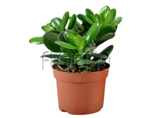 �������� �������� ��� 12�20. 204,23 ���.jpg