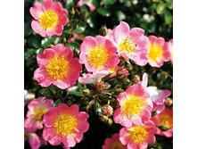 Rosa groundcover Topolina.jpg