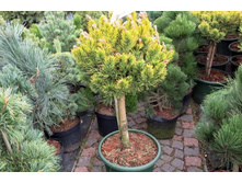 ����� Pinus mugo Ophir �1,5 ����� 50��-635,80.jpg