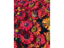 Helenium Ruby Charm �������� ���� ���� € 1,19 86,87���..jpg