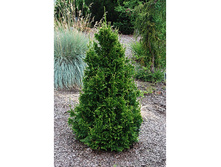 86,7���. ��� Thuja plicata Can-Can_P9 20-25.jpg