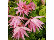 229���. �������� ���� �����.jpg