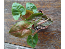 ��������� Plum Allusion/