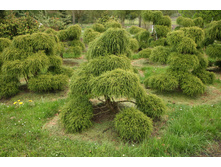 92���. ����������� Chamaecyparis pisifera Filifera Nana_P9 15-20.jpg