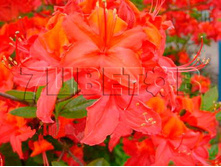 Azalea knap hill Tunis ������ ���-���� ����� -25�C 5 ltr 50-60 € 14,56 1 092,11�..jpg