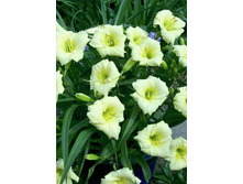 51,3���. �������� ��������� ����(�������� ���� �� 2 ��., ����������� ����� 1��.)���16.jpg