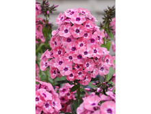 78,15���. ����� �������(�������� ���� �� 2 ��., ����������� ����� 1��.).jpg