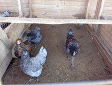 IMG 20161002 121704.jpg