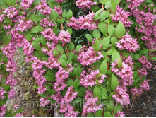 127���. ������ ���������� �����.jpg