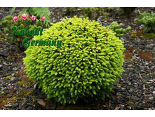 144,8���. ��� Picea abies Dan's Dwarf_P10,5 rond.jpg