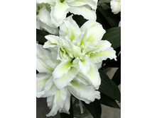 57,68���. ����� ROSELILY ����(�������� ���� �� 5 ��., ����������� ����� 1��.)���16.jpg