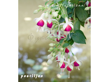 ������ Postiljon