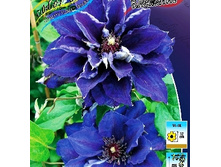 229���. �������� ���-������.jpg