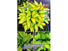 251,1���. ����� ���� �����(�������� ���� �� 1 ��., ����������� ����� 1��.).jpg