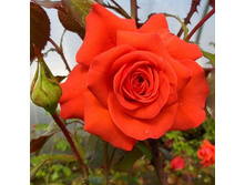 Rosa climbing Salita.jpg