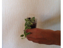 Dischidia ioantha variegata.jpg