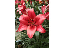 25,62���. ����� ��� ������(��� 5 ��. ���������� �� 2��.).jpg