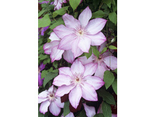 165,05���. �������� �������(�������� ���� �� 2 ��., ����������� ����� 1��.).jpg