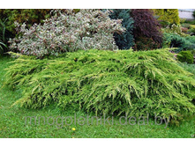 92���. ������������ Juniperus x pfitzeriana Wilhelm Pfitzer.jpg