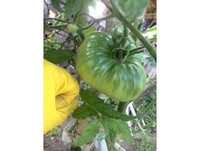 IMG 20160730 092922.jpg