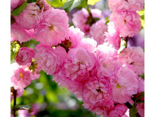 187���. ������� ������������� (���������) ���������.jpg