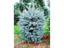 319���. ��� Picea pungens Glauca Super Blue Seedling (������ 1,5�)