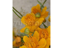 Trollius chinensis Golden Queen ���������� ��������� ������ ���� € 0,88 64,24���..jpg