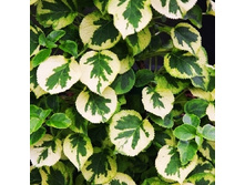 193���. ��������� �������� �������.jpg