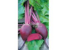 �ף��� ������ �������� F1