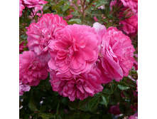 Rosa groundcover Knirps.jpg