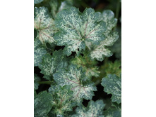 219,5���. ������� ��� �����(�������� ���� �� 1 ��., ����������� ����� 1��.).jpg