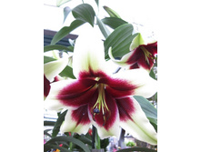 81,5���. ����� ����-����(�������� ���� �� 3 ��., ����������� ����� 1��.).jpg