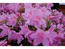Azalea japonica Geisha ������ �������� ����� -22�C 2 ltr 12-18 € 7,25 543,77�..jpg