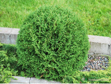 76,1���. ��� Thuja occidentalis Tiny Tim.jpg