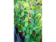 Actinidia arguta Rogow ��������� ������ ����� 2 ltr € 5,91 443,08�..jpg