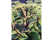 Sedum Ice Ruffles ����� ��� ������ € 1,46 106,58���..jpg