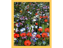 ����� ��������� �������� (30 �) - 18 ���. ��������.jpeg