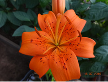 DSC02772.JPG