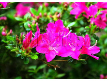 Azalea japonica Kermesina ������ �������� ��������� -22�C 1 ltr 8-12 € 4,14 310,49�..jpg