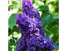 310���. ������ ������������ �������.jpg