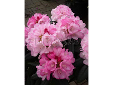Rhododendron yakushimanum Schneewittchen ����������� ������������ ��������� -24�C 15 ltr 30-40 € 42,96 3 221,97�..jpg